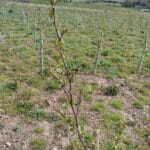 Alder