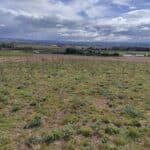 Black Locust Turbo plot, Boghall, April 2024