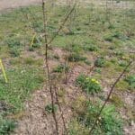 Black Locust Turbo, Boghall, April 2024