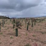 Eucalyptus at Boghall, April 2024