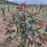 Eucalyptus at Boghall, April 2024