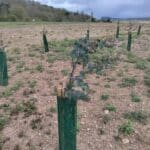 Eucalyptus at Boghall, April 2024
