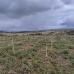 SRF Poplar, Boghall, April 2024