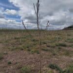 SRF Poplar, Boghall, April 2024