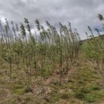 SRC Willow, Boghall, April 2024
