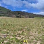 SRC Poplar, Boghall, April 2024