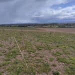 SRC Poplar, Boghall, April 2024