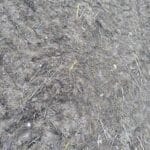 Miscanthus MxG shoots