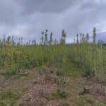 SRC Willow