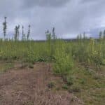 SRC Willow, Boghall, April 2024