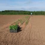 Sida planting