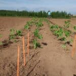 Sida planting