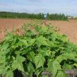 Sida planting