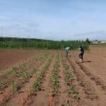 Sida planting