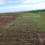 2024 Miscanthus Variety Trial