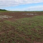 2024 Miscanthus Variety Trial