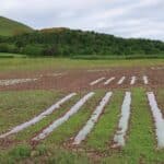 2024 Miscanthus Variety Trial