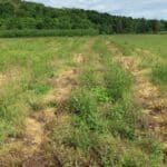 Willow Variety Trial