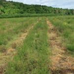 Willow Variety Trial