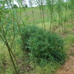0.5ha SRC Willow