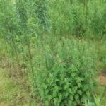 0.5ha SRC Willow