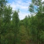 0.5ha SRC Willow