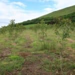 SRF Poplar