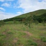 SRF Poplar
