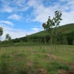 SRF Poplar