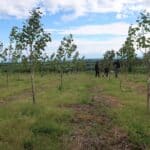 SRF Poplar