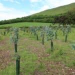 Eucalyptus plot
