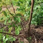Black Locust 'Turbo'