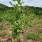 Healthy looking SRF alder at Boghall, May 2024