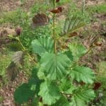 Healthy looking SRF alder at Boghall, May 2024