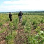 The alder plot at SRUC Boghall