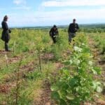 The alder plot at SRUC Boghall