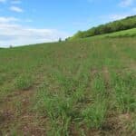 0.5ha Miscanthus giganteus