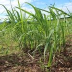 0.5ha Miscanthus giganteus
