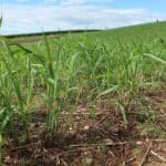 0.5ha Miscanthus giganteus