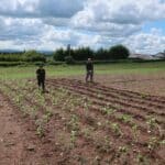 Sida planting