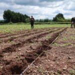 Sida planting