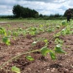 Sida planting