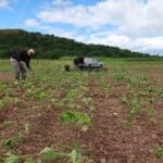 Sida planting