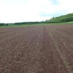 0.5ha Miscanthus Terravesta Athe