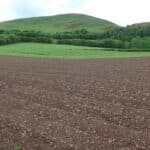 0.5ha Miscanthus Terravesta Athena