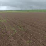 Miscanthus Athena Plot