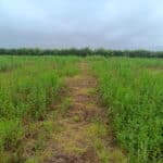 2023 Miscanthus variety trial plot at Headley Hall, May 2024