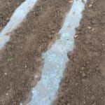 2024 Miscanthus variety trial plugs