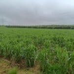 Miscanthus x giganteus