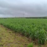 Miscanthus x giganteus